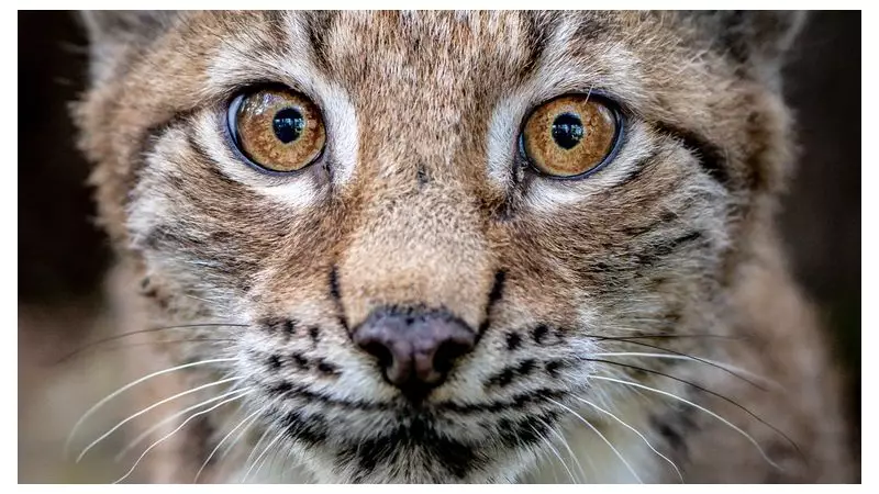 Public Consultation Launched on Reintroducing Lynx to Scottish Highlands