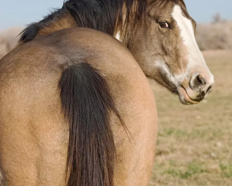 Readers Debate Horse Manure Etiquette and Garden Benefits