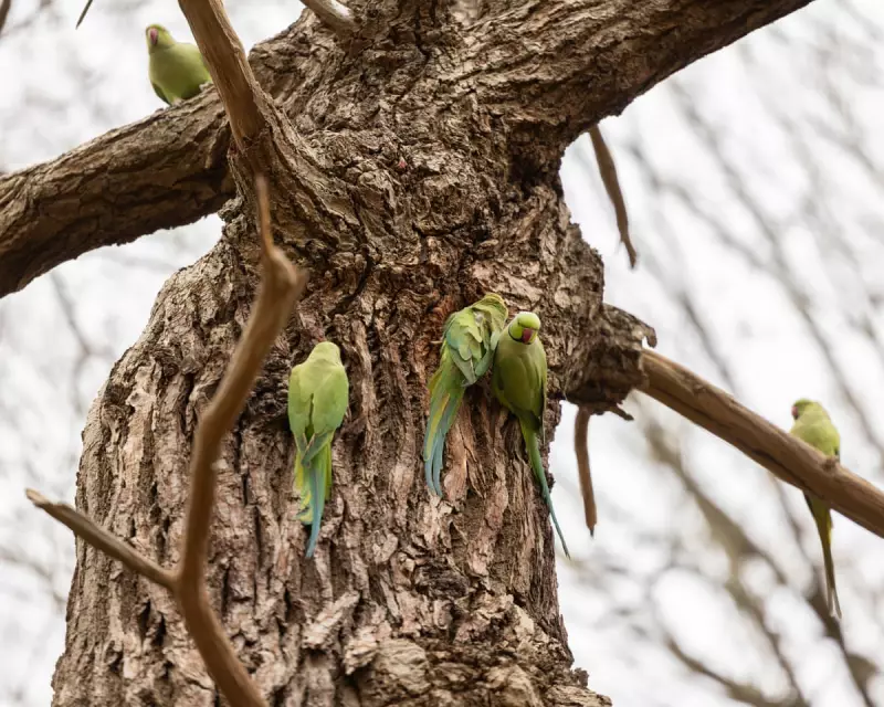 Ring-necked parakeet numbers surge 25-fold in UK, sparking ecological concern