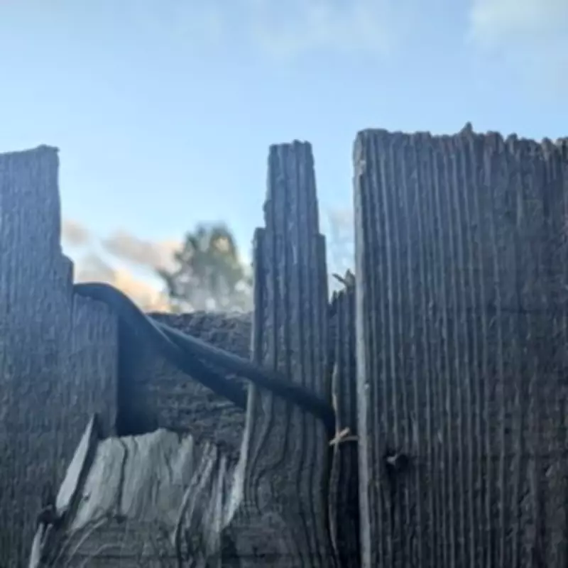 RSPCA Probes Sickening Cat Hanging in Tottenham Garden