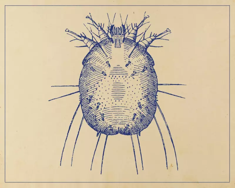 Scabies Crisis in the UK: Cases Soar 44% as Sufferers Endure 'Hell'