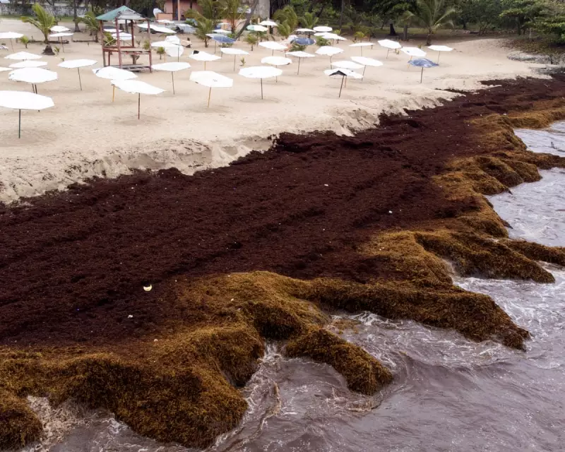 Scientists Warn of Ocean 'Regime Shift' as Seaweed Blooms Surge 13.4% Annually