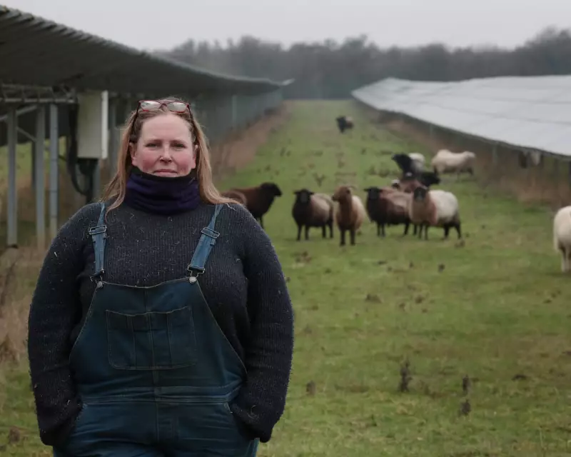 Solar Grazing: How Sheep Farmers Are Unlocking Free Land and Boosting Flocks