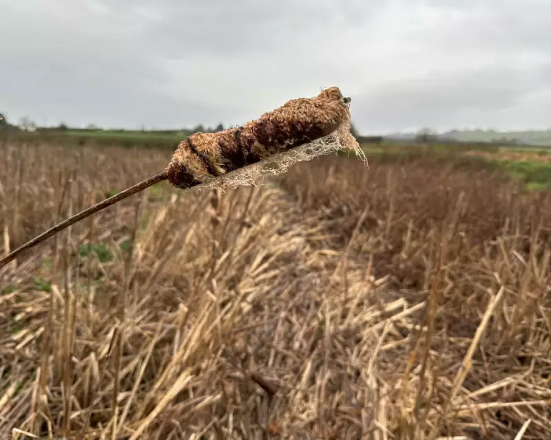 Somerset Farmers Pioneer Wetland Crop to Combat Peatland Carbon Loss