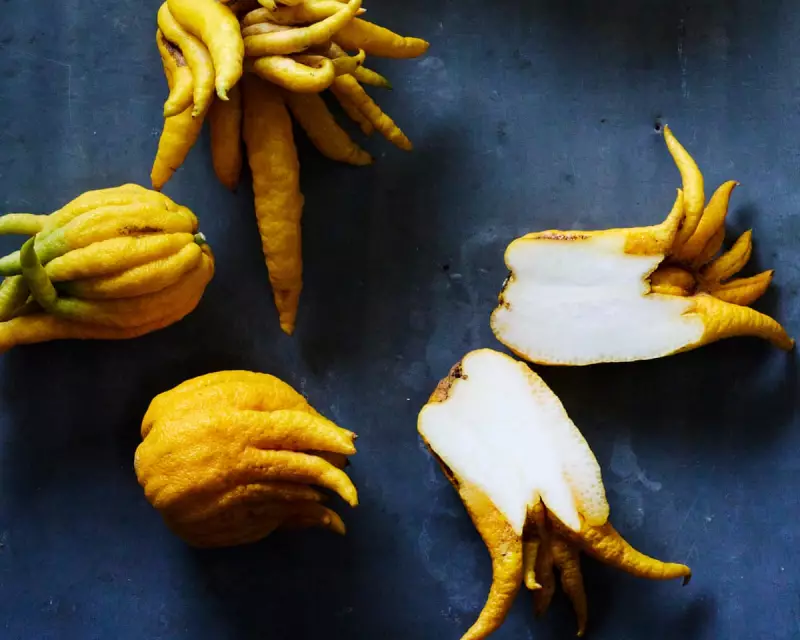 Spanish 'Garden of Eden' Citrus Farm Holds Key to Climate-Resistant Groves