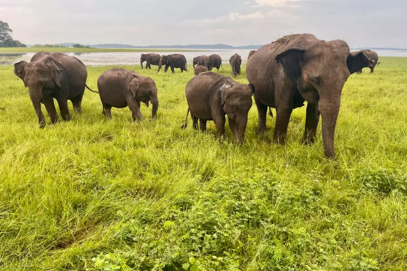 Sri Lanka's Wildlife Tourism Evolves: Ethical Safaris and Conservation Success