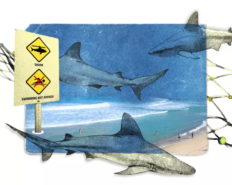 Sydney's 'Perfect Storm': Four Shark Attacks in 48 Hours Explained