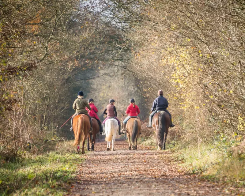 The Great British Poo Divide: Why Horse Owners Avoid Clean-Up Duty