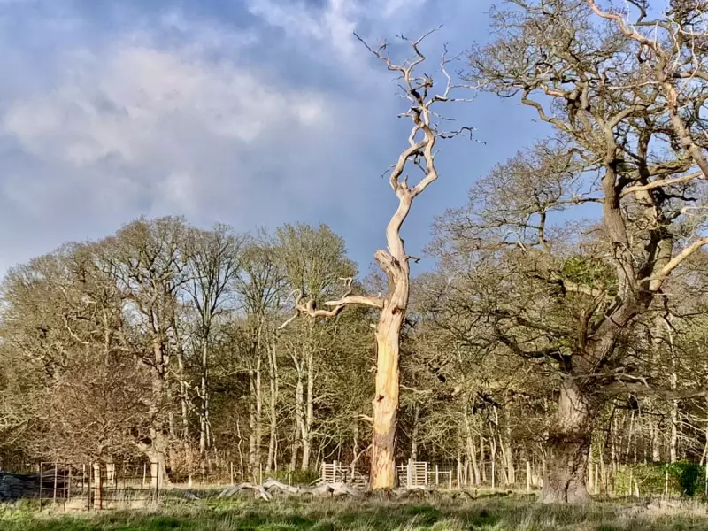 The Kelo Tree: Nature's Defiant Monument in the UK Countryside