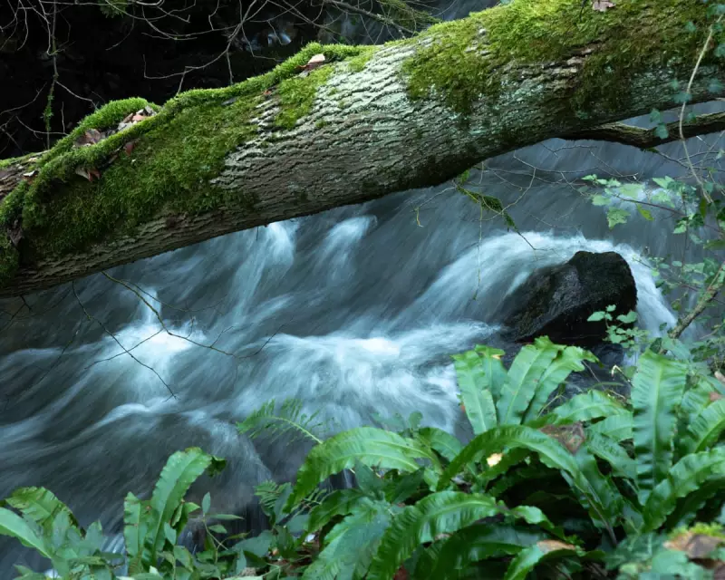 The Mindful Music of Somerset's River Frome: A Winter Symphony