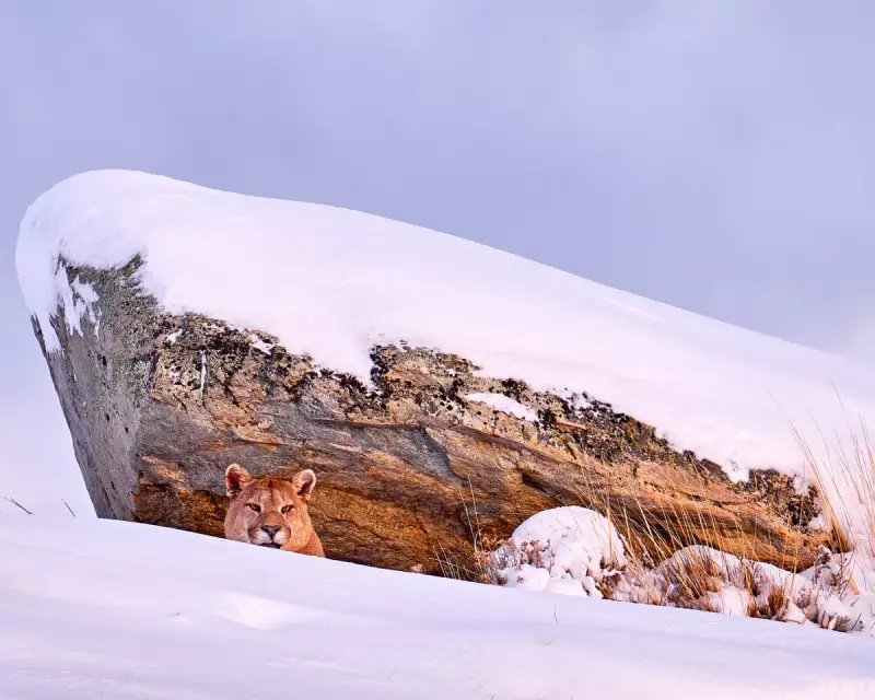 The Puma by Daniel Wiles: A Visceral Tale of Violence and Revenge