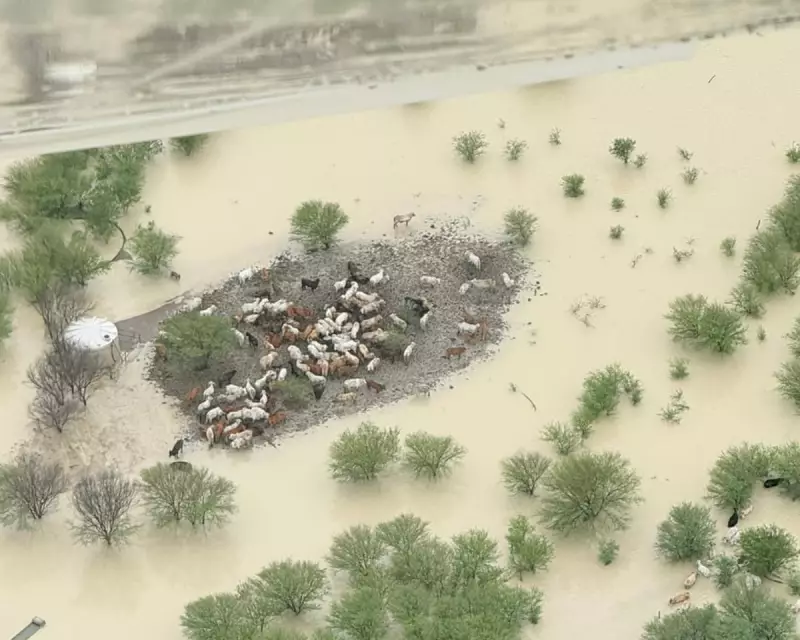 Thousands of Cattle Starve Amid Queensland Floods, Trapped by Fear of Water