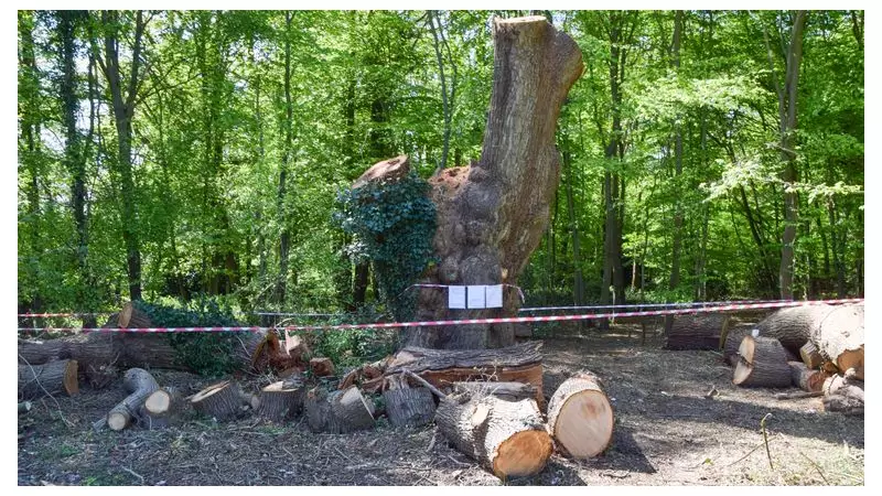 Toby Carvery Faces Eviction Over 500-Year-Old Oak Tree Felling in Enfield