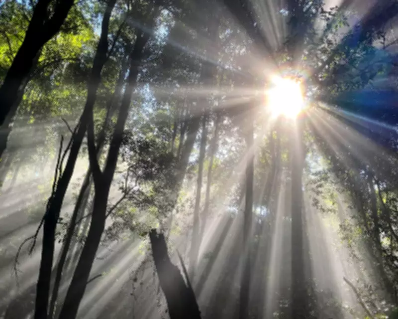 Tragic Discovery in Blue Mountains: Teenager Found Dead After Camping Trip Separation