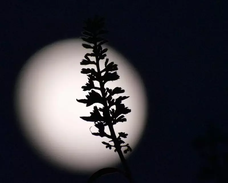 Trump's 2026 Moon Race: Can Jared Isaacman Deliver Before the Term Ends?