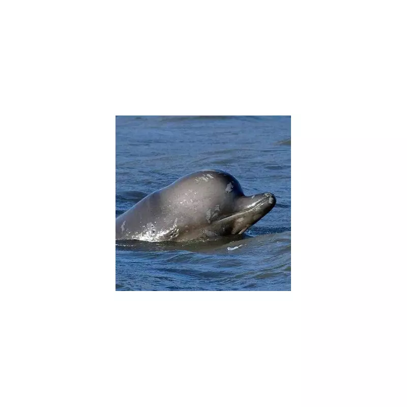 Two Decades of Thames Tragedies: The Whales and Dolphins Stranded in London's River