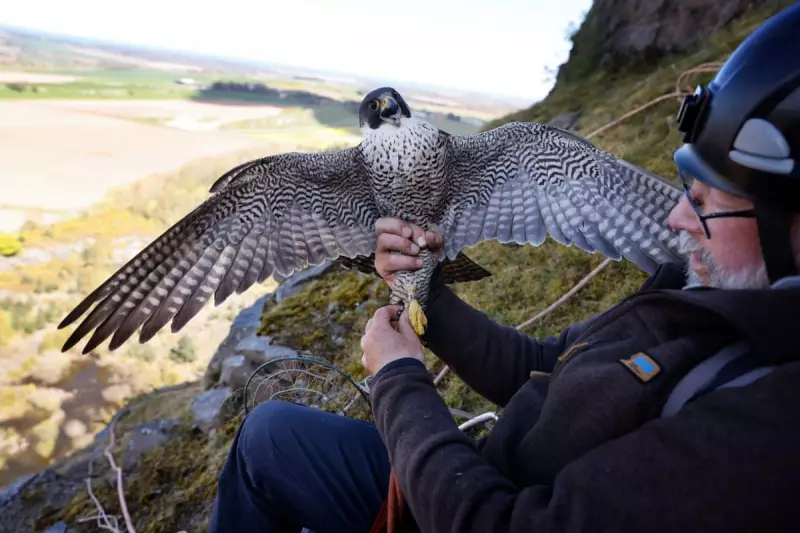 UK Peregrine Falcons Stolen for Middle East's Multi-Million Pound Falconry Trade