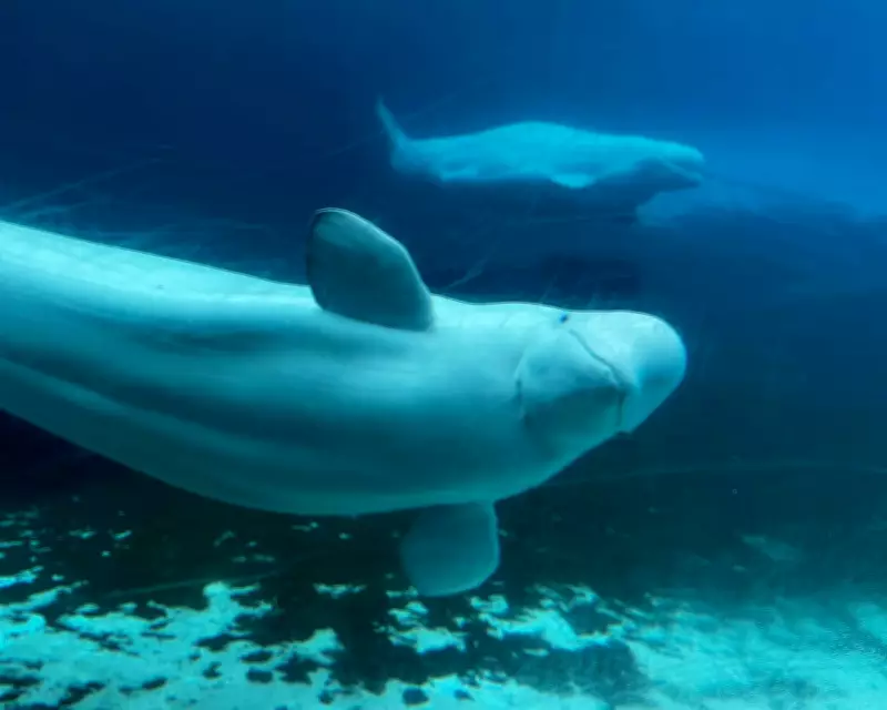 Valium and Slings: The Complex Plan to Move 30 Captive Beluga Whales from Canada