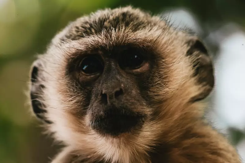 Vervet Monkeys Roam St Louis Streets, Sparking Safety Concerns