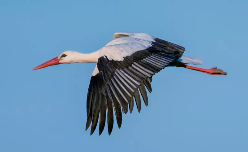 White Storks and Beavers Return to London After 600-Year Absence