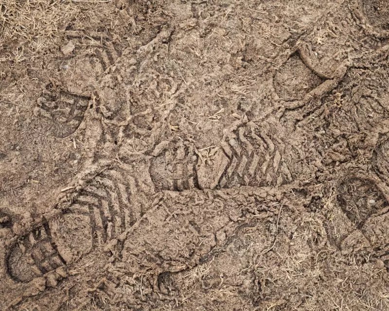 Why Hard-Frozen Ground is a Lifeline for Earth's Biodiversity