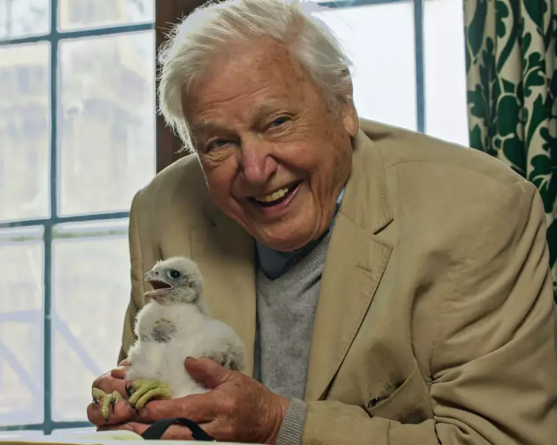 Wild London: David Attenborough's Urban Wildlife Special is a Heartfelt Triumph