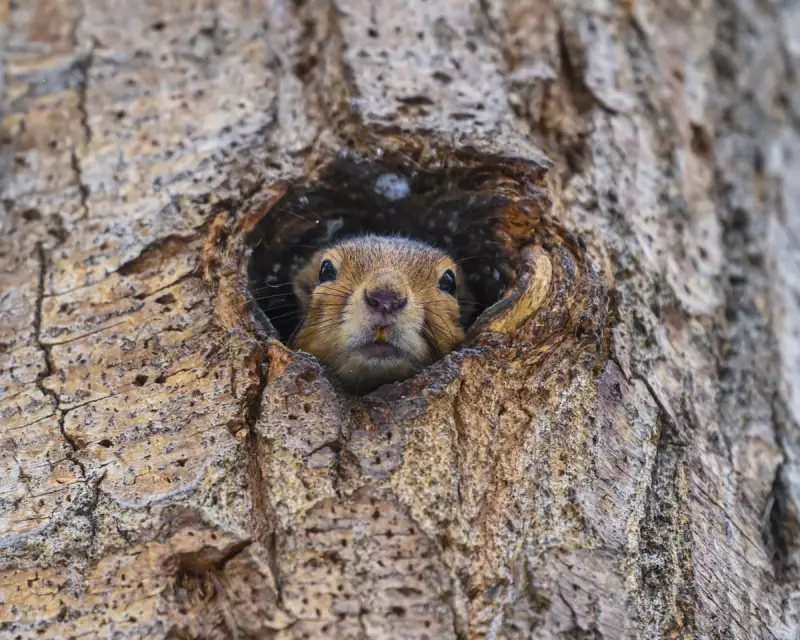 Wildlife Week: Otters Play in Christmas Trees, Songbirds Thrive in UK