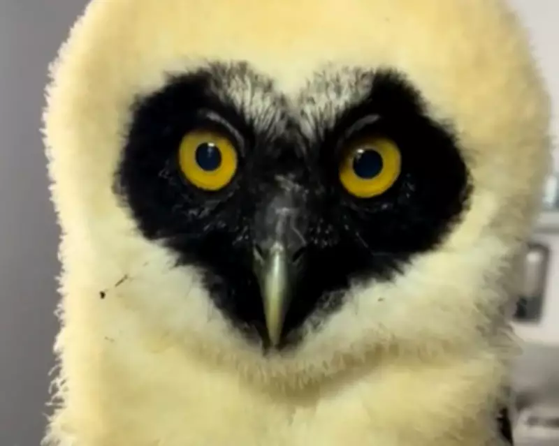 Wildlife Week: Rescued Owl, Brave Blackbird & Fukushima Boar Babies