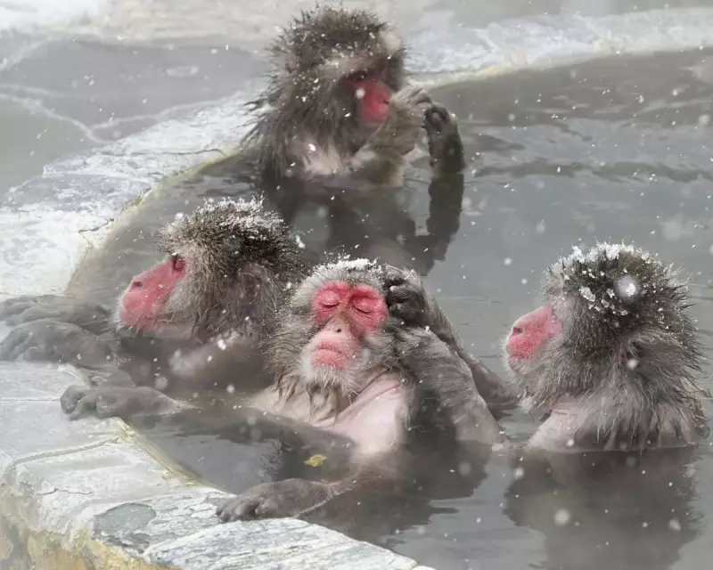 Wildlife Wonders: From Kākāpō Breeding Hope to UK Fox in Snow