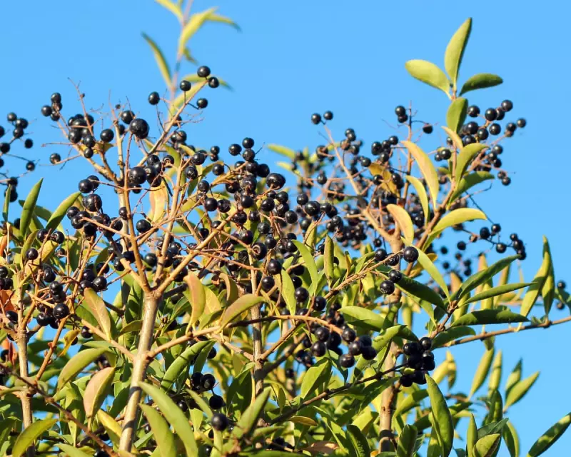 Winter Garden Structure: Planting Bare-Root Trees and Hedges