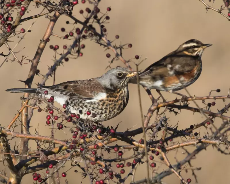 Winter Thrushes Return: Cold Snap Brings Fieldfares and Redwings to UK