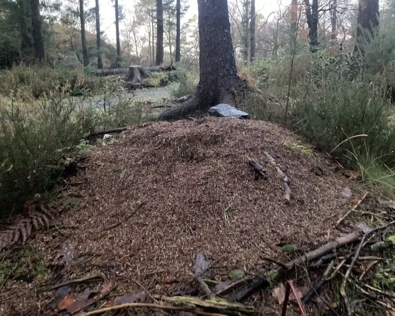 Winter Wood Ants: Devon's Hibernating Insects Huddle Like Penguins