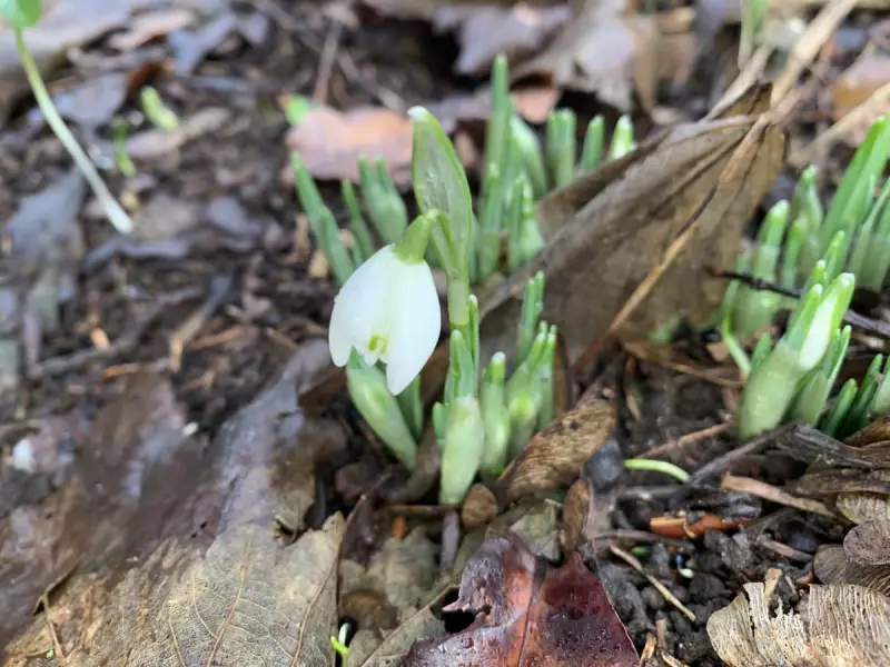 Winter's White Wonders: Egrets and Snowdrops Defy the Murk