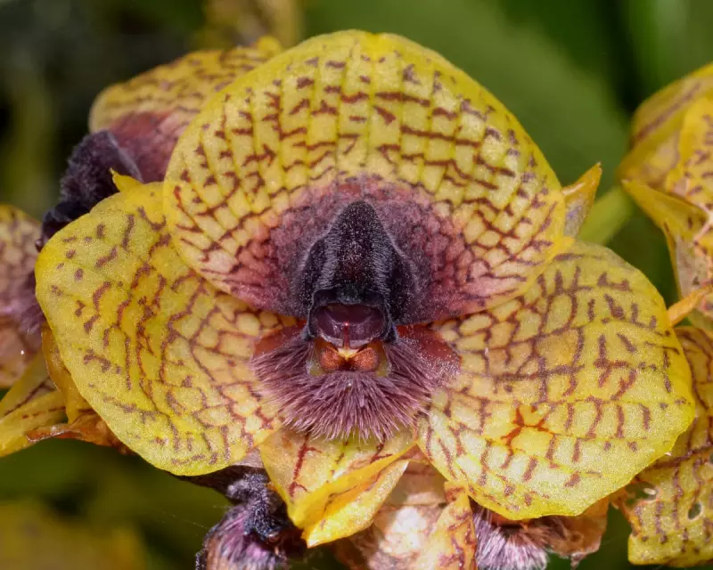 Zombie fungus and bloodstained orchid among 2025's weird and wonderful new species