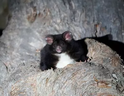 102 Greater Glider Den Trees Found in NSW Forest Slated for Logging
