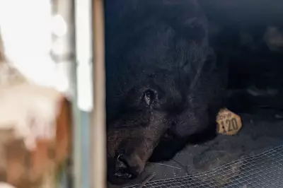 550lb Bear Evicted from California Home After Month-Long 'Rent-Free' Stay