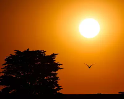 Australia Heatwave: Victoria Declares State of Disaster as Bushfires Rage