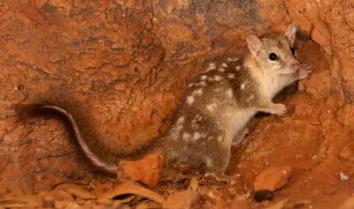 Australia's Land Clearing Hits 15-Year High, Threatening Northern Quoll and Other Species