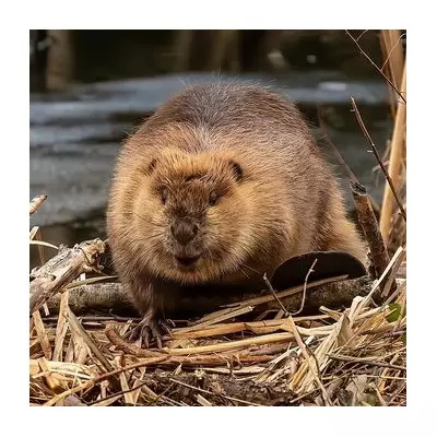 Beavers Set for Croydon Return: Rewilding Plan for South Norwood Country Park