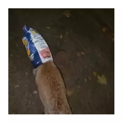 Fox rescued after head gets stuck in Wotsits packet in Enfield