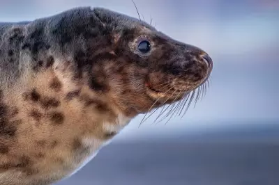 Frisian Islands: A Decade of Seals, Whales and Climate Warnings