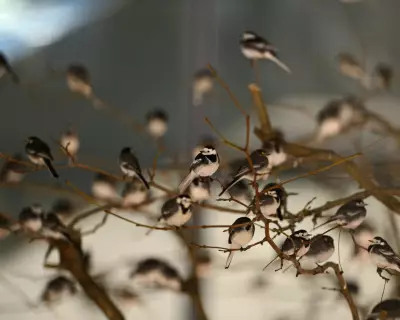 Hundreds of Pied Wagtails Pack Whiteley Shopping Centre for Winter Roost