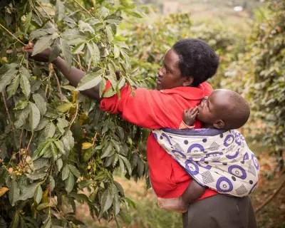 Insecticide-Treated Baby Wraps Cut Malaria Cases in Infants by Two-Thirds