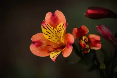 Kew Gardens Orchid Festival 2026 Celebrates Chinese New Year