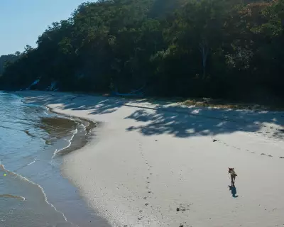 K'gari Dingo Attack: Campsites Closed After Canadian Tourist's Death