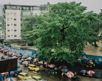 Kinshasa's Last Baobab: A Symbol of Resilience Faces Extinction