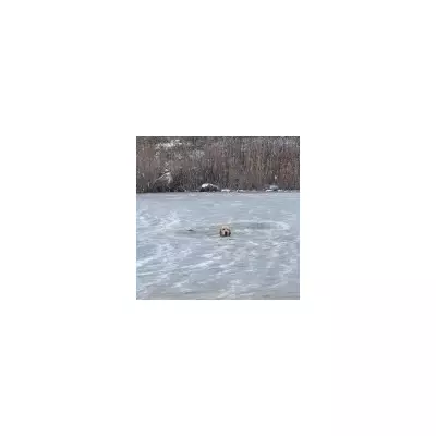 Labrador Phoenix rescued from frozen pond in Rhode Island by firefighters