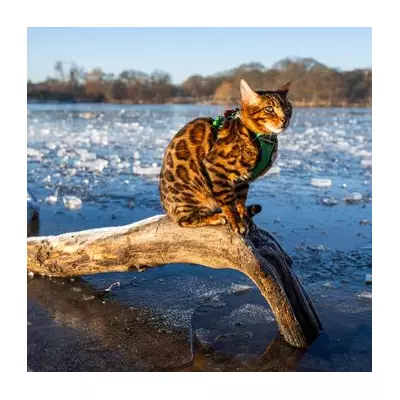 London's Big Freeze: Richmond Park Transformed into Icy Wonderland