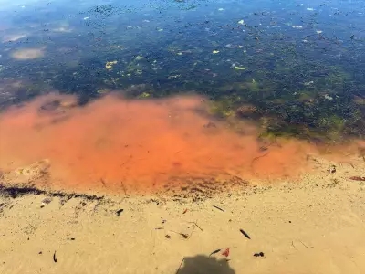 Mystery Pink Slime Spreads on Tasmanian Beaches, Sparking Environmental Fears
