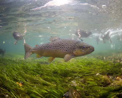 Pesticide Pollution Accelerates Fish Ageing, Threatens Populations, Study Reveals